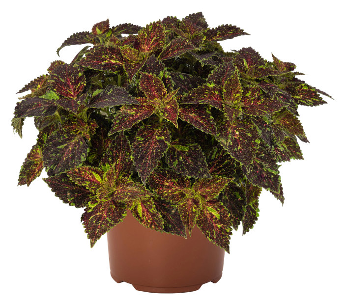 Palettblad Coleus